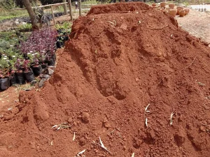 Đại lý đất màu trồng cây phường Kiến Hưng giá rẻ 2 Đại lý đất màu trồng cây phường Kiến Hưng giá rẻ