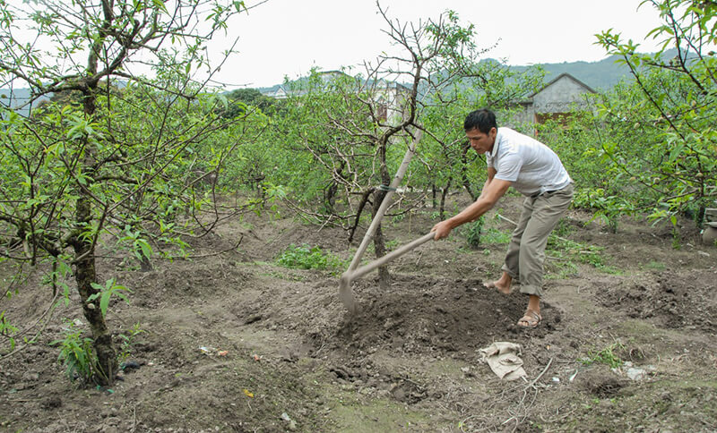 huong dan cach trong va cham soc dao sau tet 202112291424120856
